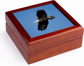 3dRose Bald Eagle in flight over Mississippi River, Alton, IL, Jewelry Box jb-207948-1