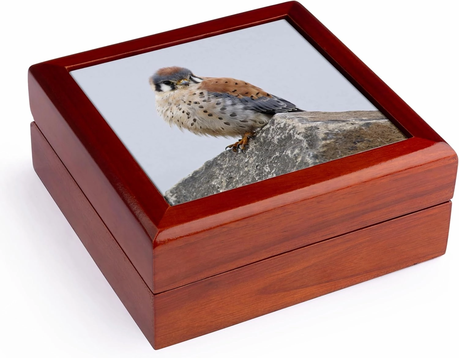 3dRose Washington, Ridgefield NWR, American Kestrel bird - US48 RBR0015 - Rick A. Brown, Jewelry Box jb-96541-1