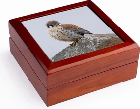 3dRose Washington, Ridgefield NWR, American Kestrel bird - US48 RBR0015 - Rick A. Brown, Jewelry Box jb-96541-1