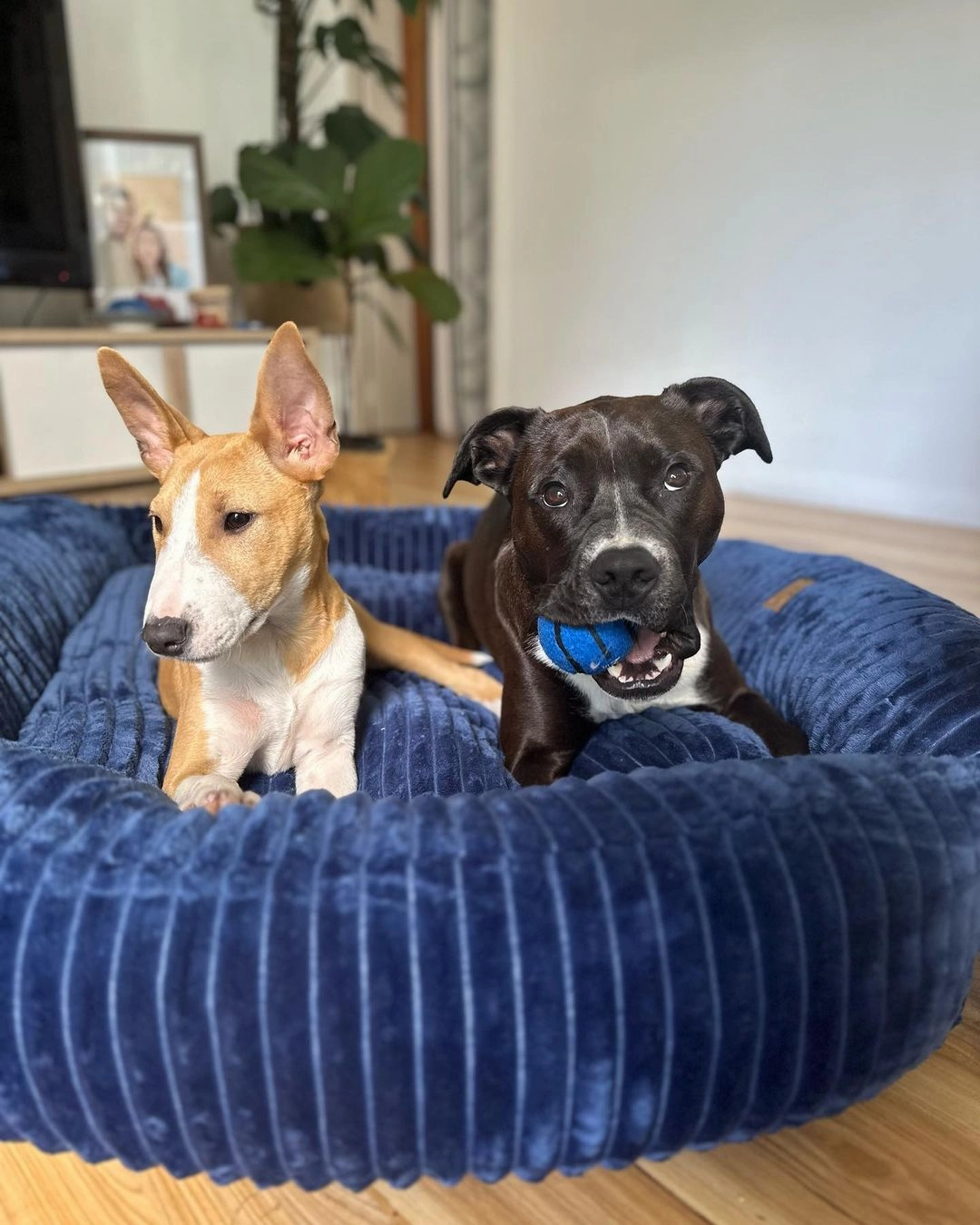 Ascher Plush Corduroy Square Pet Nest Bed - Navy