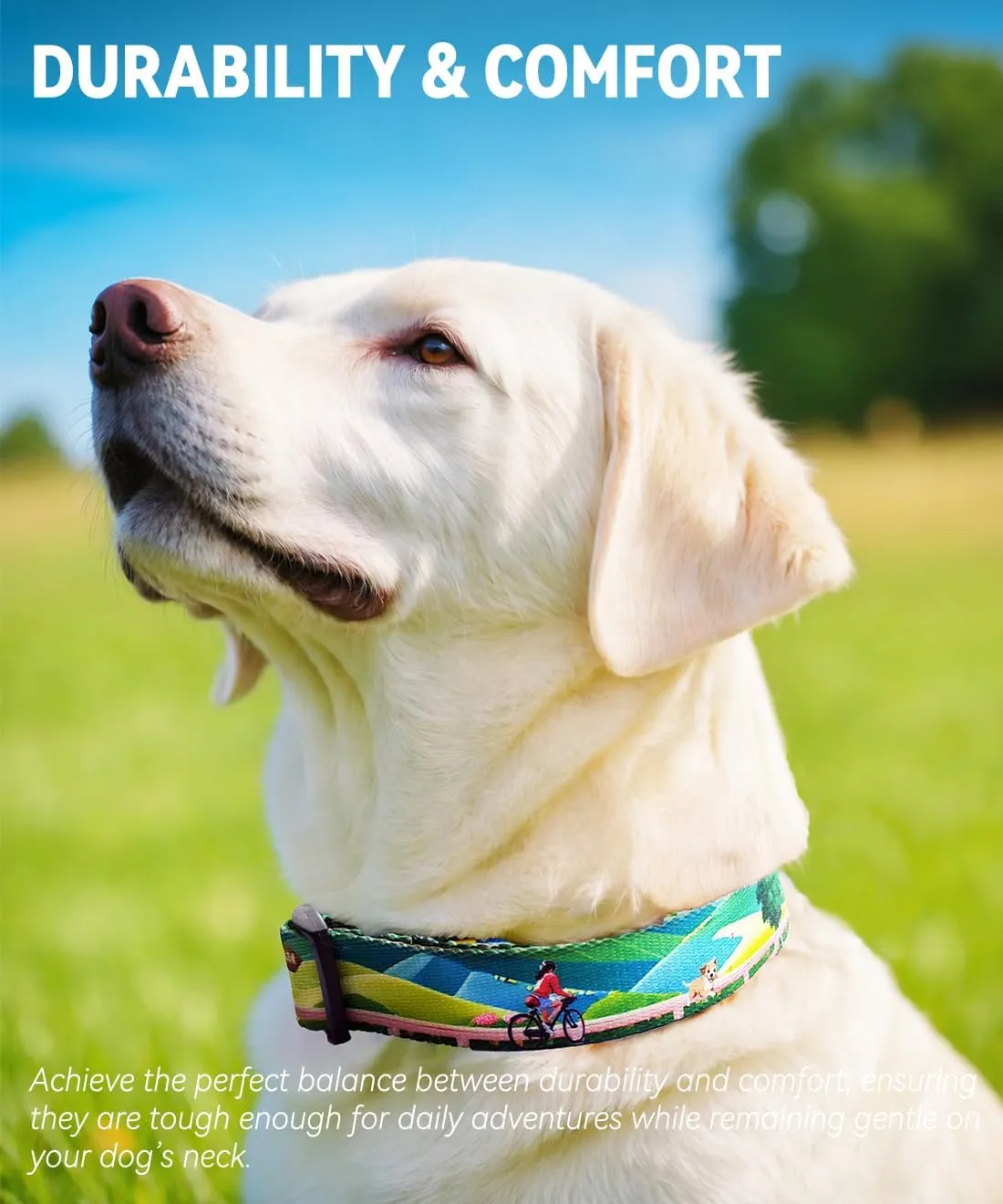Collar for Dogs, Quality Basic Daily Collar, Cute Collar for Small and Medium Dogs, Adjustable Length and Quick Release Buckle, 18-26 inches