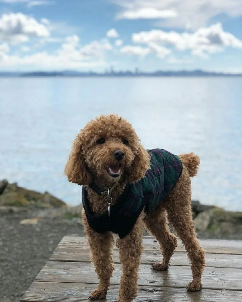 Gooby Fashion Vest Check Dog Jacket - Green Check, Small - Warm Zip Up Bomber Vest with Dual D Ring Leash - Winter Water Resistant Small Dog Sweater