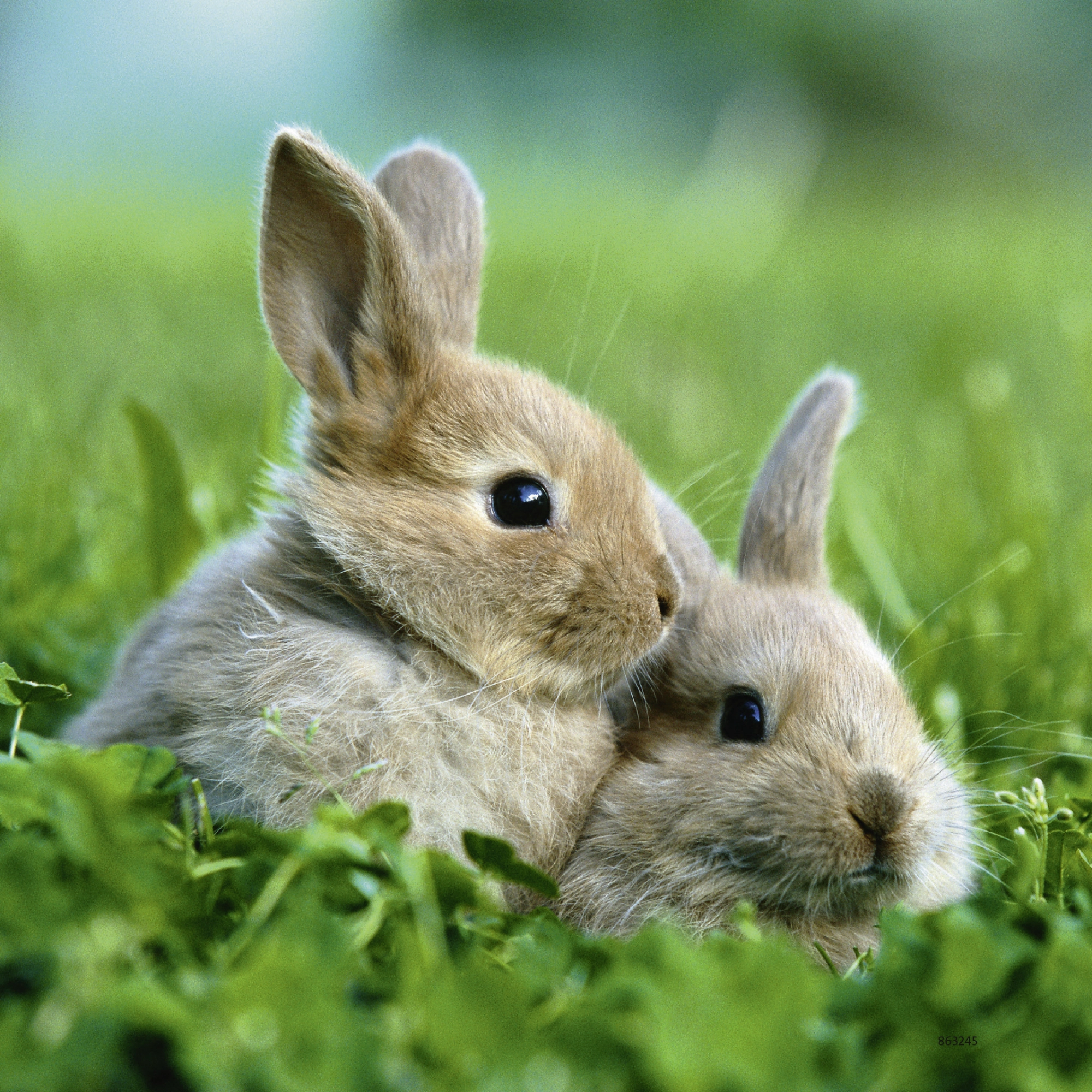Ravensburger - Cute Bunnies Puzzle 3x49 pieces